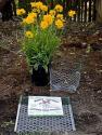 Digger's Gopher Wire Baskets